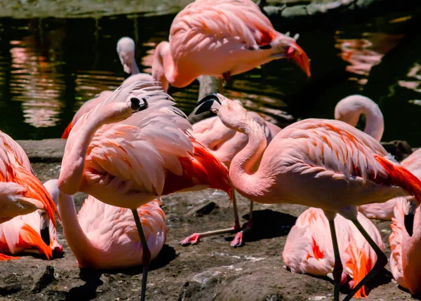 Группа Чилийских Фламинго Phoenicopterus Chilensis Находится Пруду Птиц Собственности Центре — стоковое фото