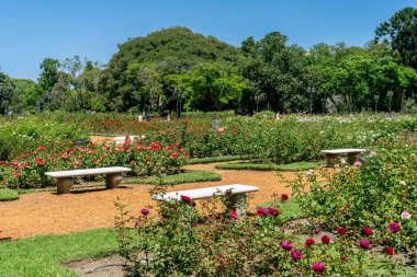 Arka planda şehir olan güllerle dolu güzel bir halk parkı. Buenos Aires, Arjantin 'de Rosedal de Palermo.