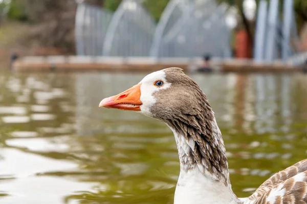 Primer Plano Ganso Doméstico Lago Una Ciudad Animales Granja —  Fotos de Stock