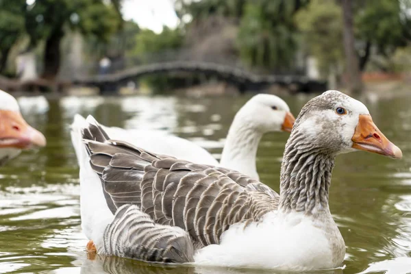 Primer Plano Ganso Doméstico Lago Una Ciudad Animales Granja —  Fotos de Stock