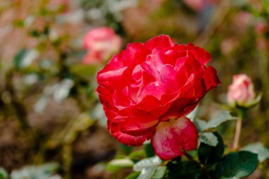 Variety, Buenos Aires 'teki Palermo' nun gül bahçesinde yetişen Kırmızı Gül Prensi. Süslü bitkiler