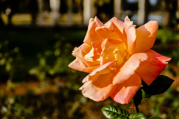 Luis Defunes Variety Rose Grown Rose Garden Palermo Buenos Aires — Stock Photo, Image