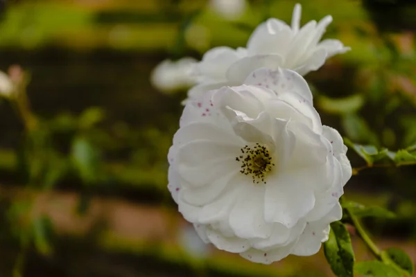 Iceberg Varietà Ornamentale Rosa Bianca Innevata Coltivata Nel Giardino Delle — Foto Stock