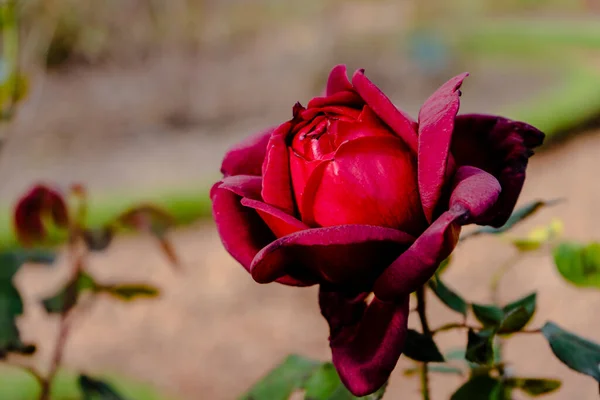 Berühmte Imprerator Crimson Wave Sorte Tiefroter Zierrosen Aus Dem Rosengarten — Stockfoto