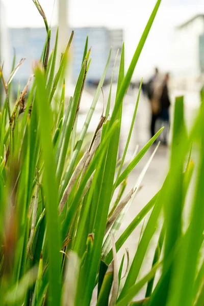Background Decorative Sedge Striped Green Grass Variegated Sedge Decorative Long — Stock Photo, Image