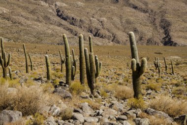 Kaktüs yolu üzerinde