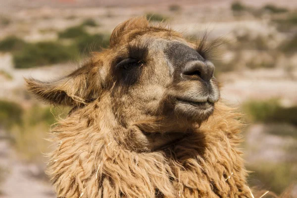 Lamadjur i bergen i nordvästra Argentina — Stockfoto