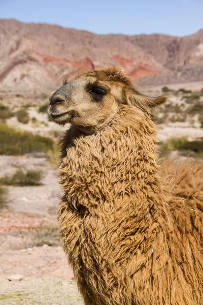 Llama nas montanhas do noroeste da Argentina — Fotografia de Stock