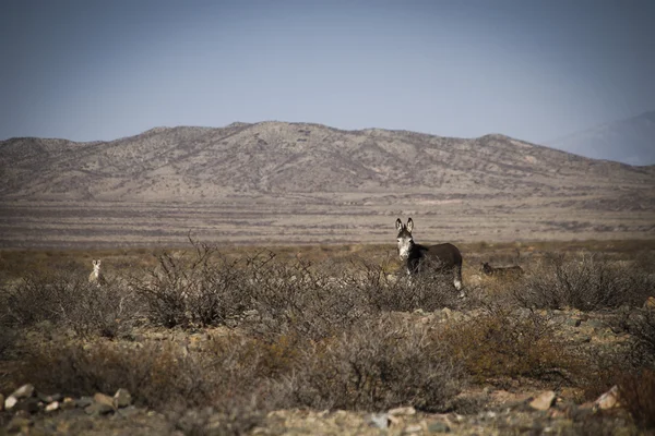 Mule in the bushes at the roadside — Stock Photo, Image