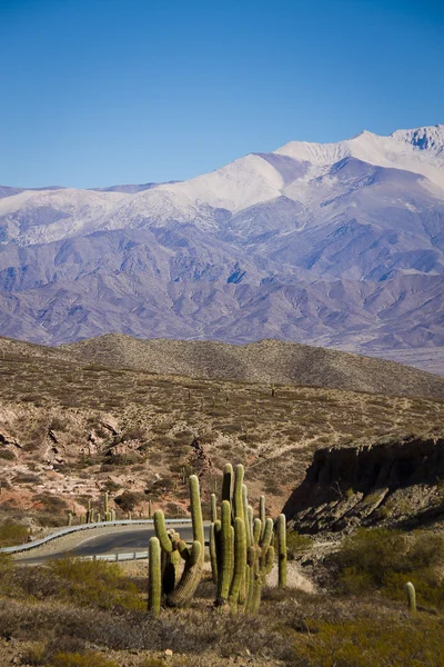 Milli park Los Cardones Salta kaktüsler düz — Stok fotoğraf