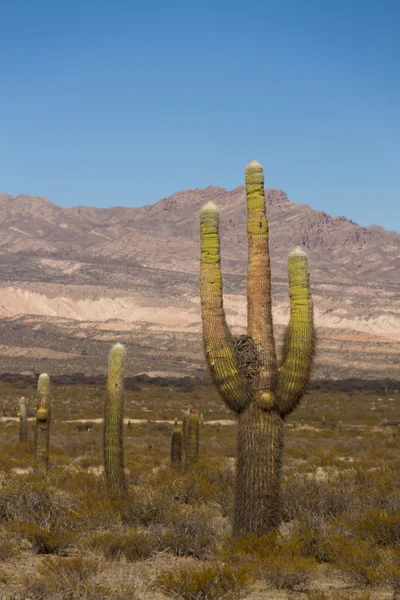 Llanura de cactus en el parque nacional Los Cardones en Salta — Foto de Stock