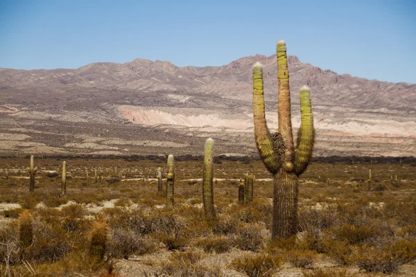 Vlakte van cactussen in het nationaal park Los Cardones in Salta — Stockfoto