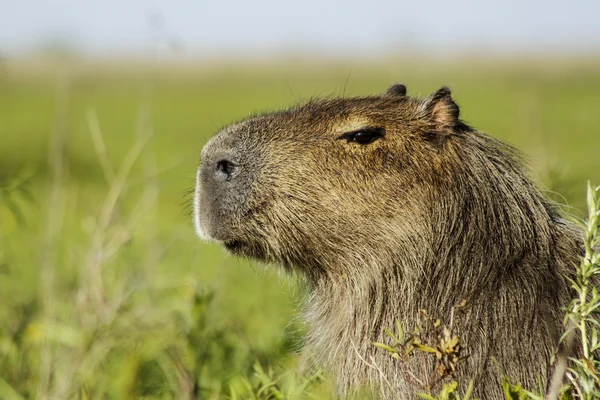 Testa di capibara durante il riposo — Foto Stock