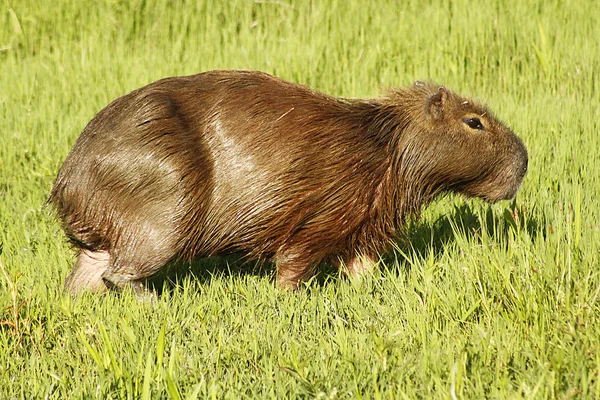 Capibara Grazing in Ibera Marshes — Stock Photo, Image