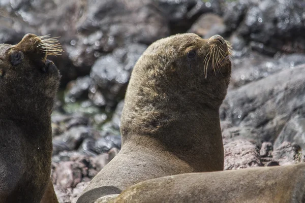 Mannelijke Zuid-Amerikaanse Sea Lion — Stockfoto