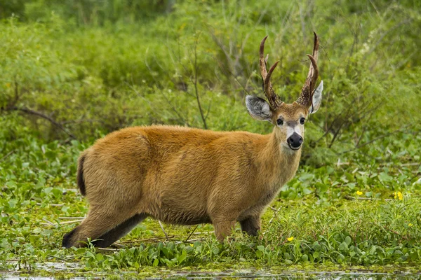 Mužské marsh jelen grazin ve vodě — Stock fotografie