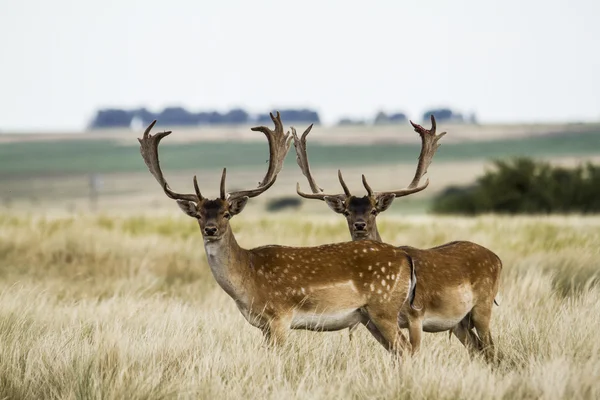 Dos machos de ciervo pastando en praire —  Fotos de Stock