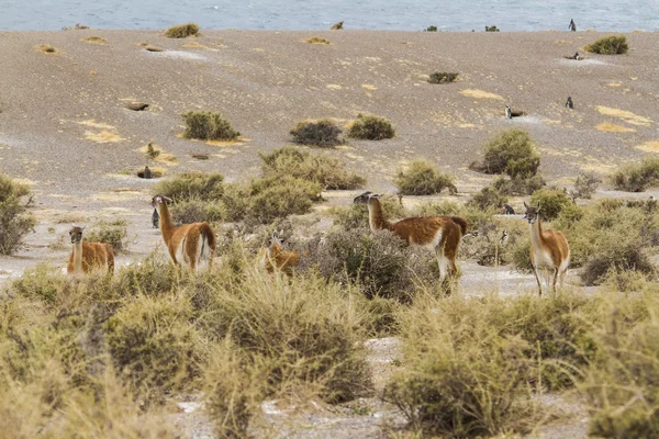 Grupp av guanaco bete bush — Stockfoto