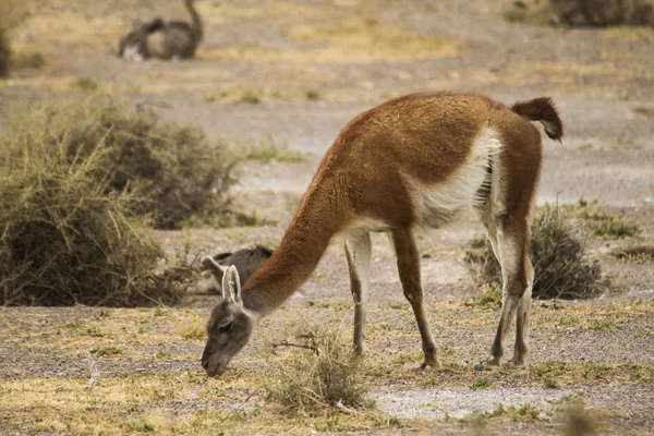 Kvinnliga guanaco — Stockfoto