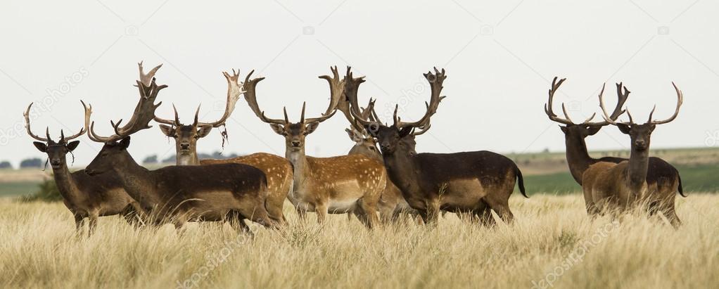 group of male dama deer in sierra de la ventana