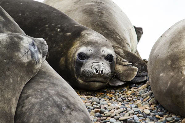 Elephant-seals resting — Stock Photo, Image