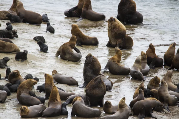 Otaries mâles et femelles — Photo