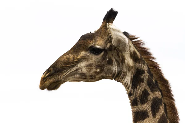 Giraffe hoofd — Stockfoto