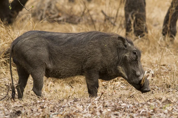 Warthog tranquilo caminando — Foto de Stock