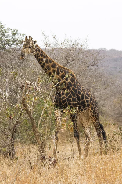 Navegación de la jirafa — Foto de Stock