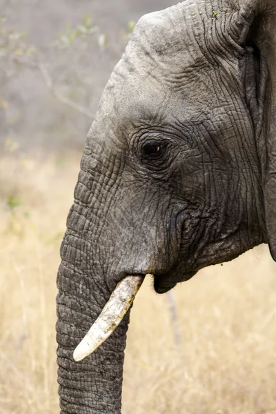 Head of elephant — Stock Photo, Image