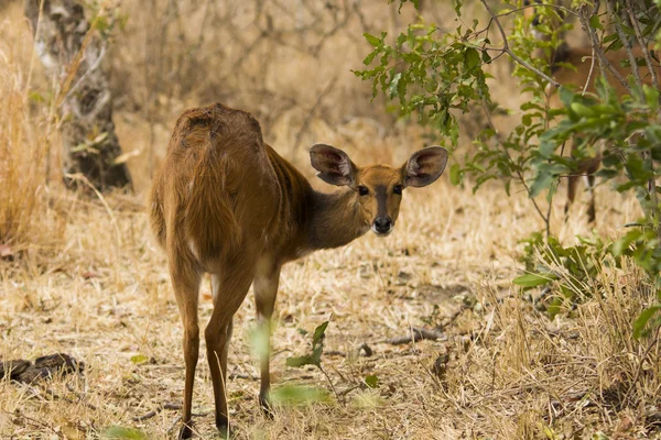 Genç kadın Impala — Stok fotoğraf