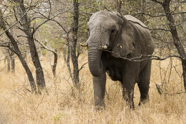 Young elephant searching — Stock Photo, Image