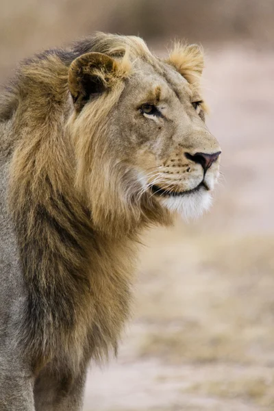 Thre años de edad LIon — Foto de Stock