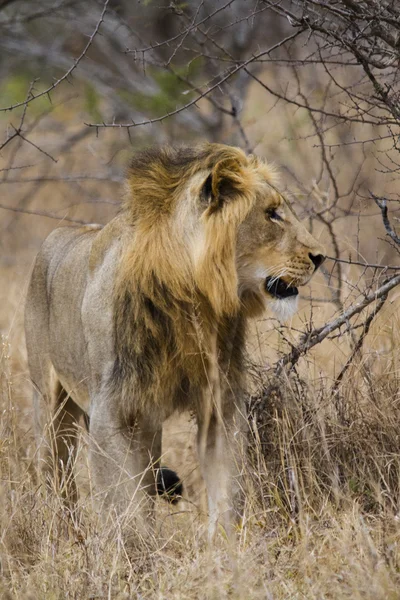 Jonge mannetjes leeuw — Stockfoto