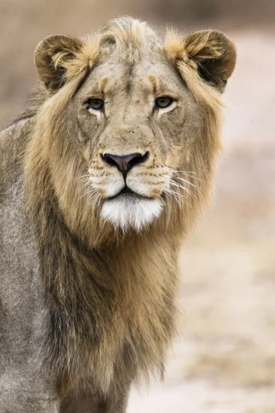 Young lion — Stock Photo, Image