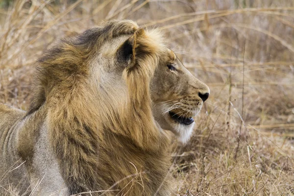 Thre years old LIon resting on the grass — Stock Photo, Image