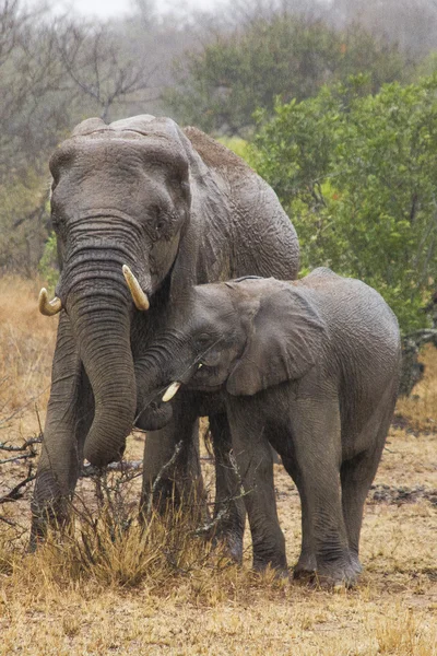 Elefante femenino con su hijo — Foto de Stock