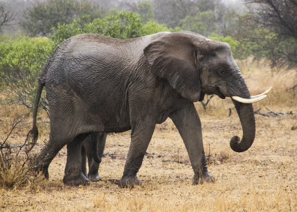 Elefante hembra — Foto de Stock