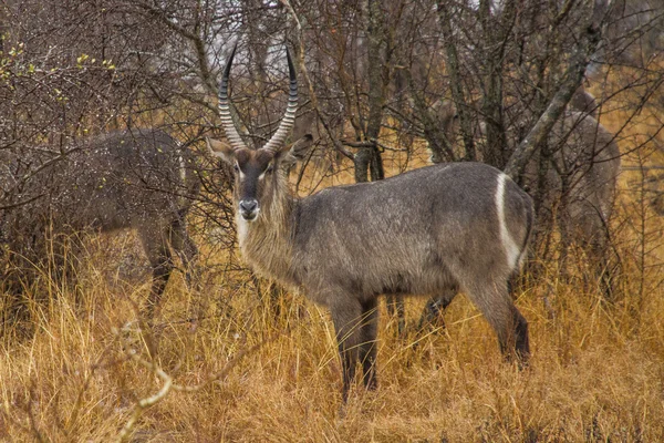 Waterbuck grazing in the bushes — Stock Photo, Image