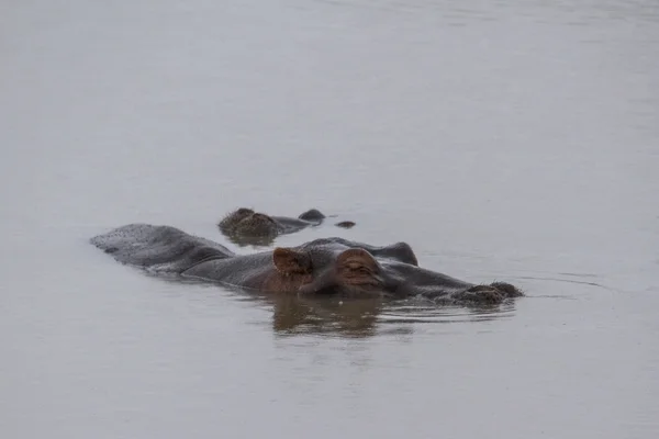 Hipopótamo bajo agua — Foto de Stock