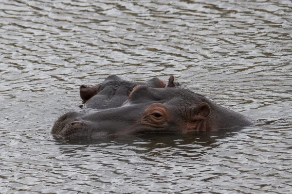 Hippo under water — Stock Photo, Image