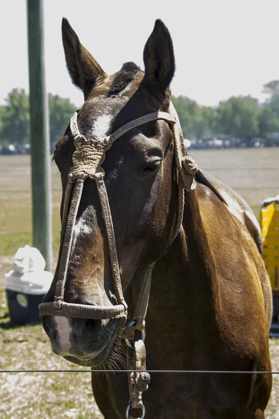 Mustang horse head — Stock Photo, Image