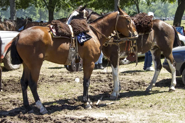 Mustang horse — Stock Photo, Image