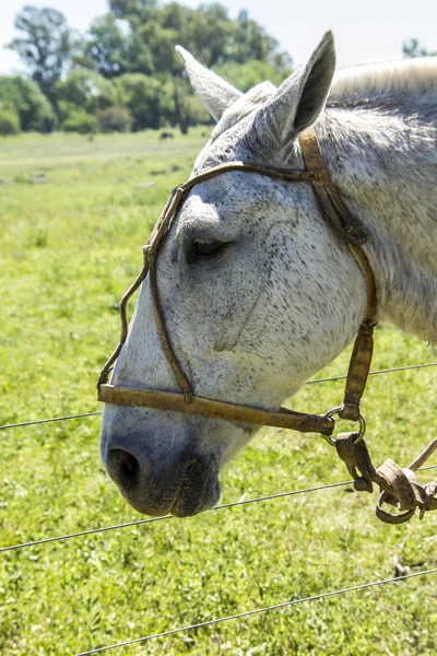 Mustang horse head — Stock Photo, Image