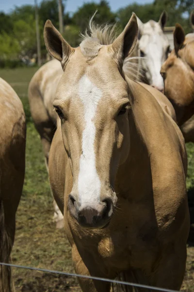 Mustang horse head — Stock Photo, Image