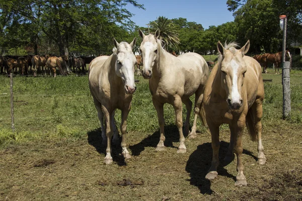 Mustang horse — Stock Photo, Image