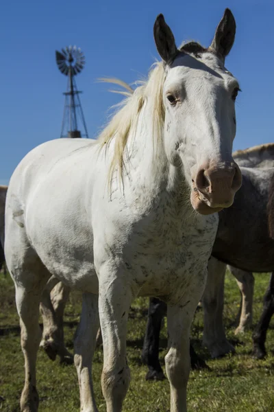 Mustang horse — Stock Photo, Image