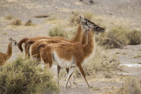 Arrangera i rak linje grupp av guanaco — Stockfoto