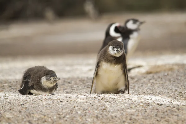 Magellanic penguins in the penguin colony — Stock Photo, Image