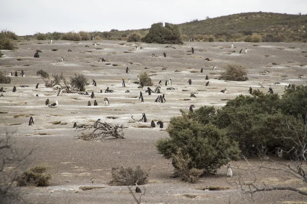 Penguin colony — Stock Photo, Image